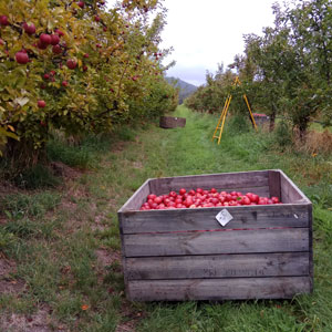 Äpfel pflücken auf Tasmanien