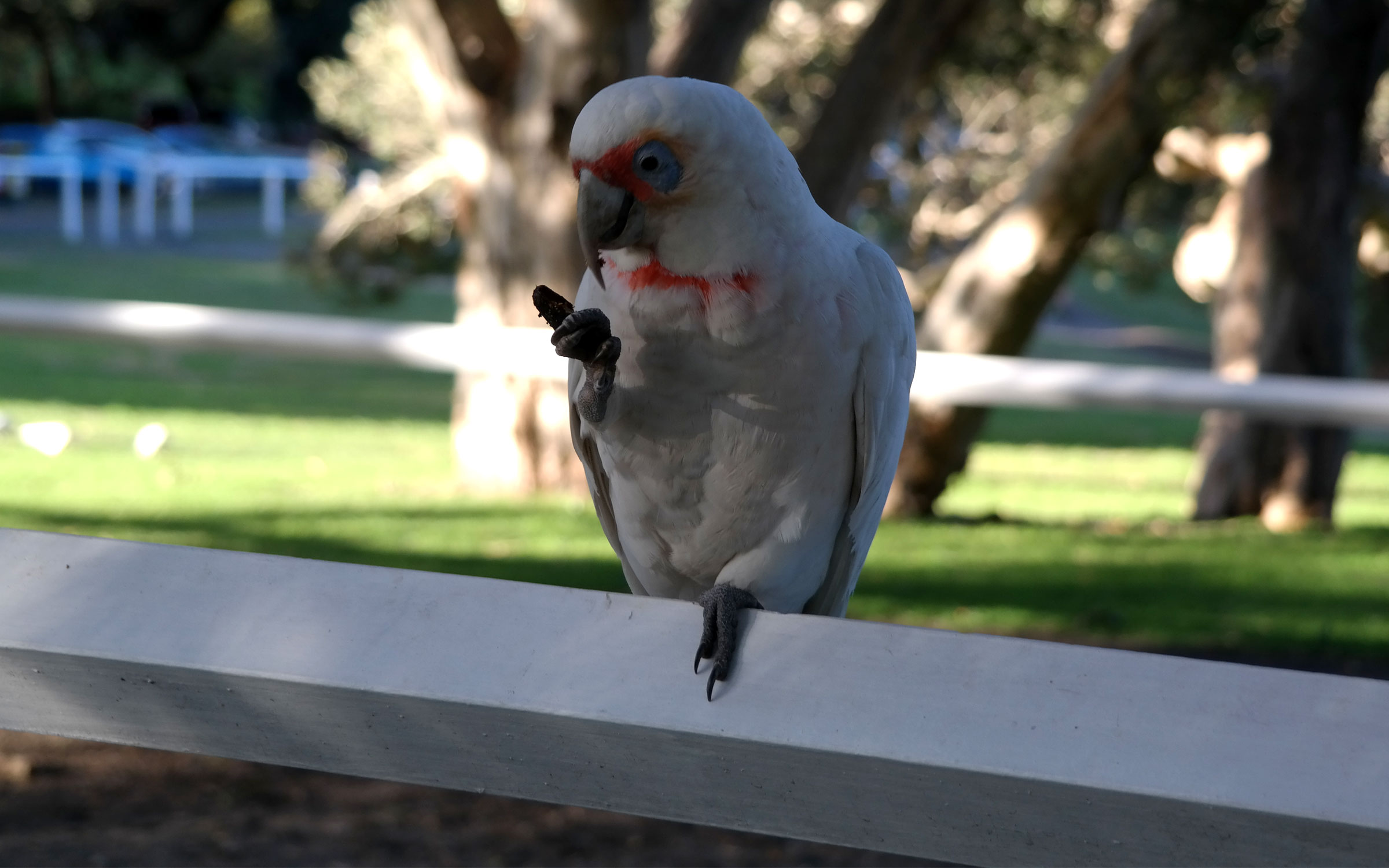 Sydney Papagei