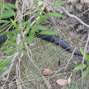 Red Bellied Black Snake im Tidbinbilla National Park
