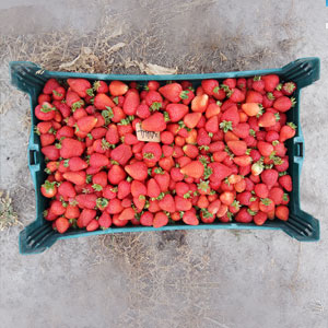 Erdbeeren pflücken Cygnet - Tasmanien