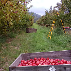 Dover - Apfelplantage