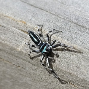 Cairns - Regenwald - blaue Spinne