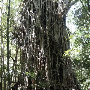 Cairns - Regenwald - Der Baum wurde als Vorlage für den Baum bei Avatar genutzt