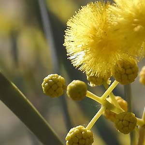 Blumen im Outback